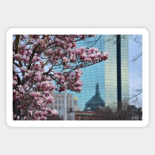 Cherry Blossoms in front of the Hancock Boston MA Sticker